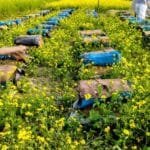 সিরাজগঞ্জে হলুদের সমারোহে মৌ চাষিদের মধু সংগ্রহের মহোৎসব