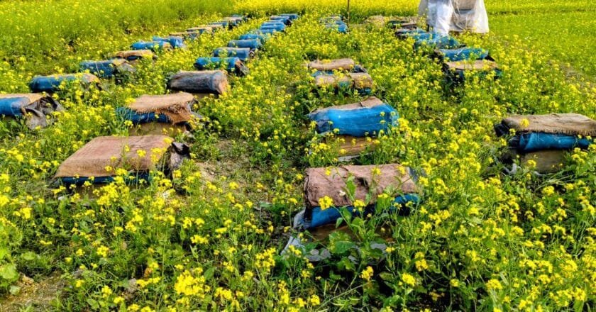 সিরাজগঞ্জে হলুদের সমারোহে মৌ চাষিদের মধু সংগ্রহের মহোৎসব