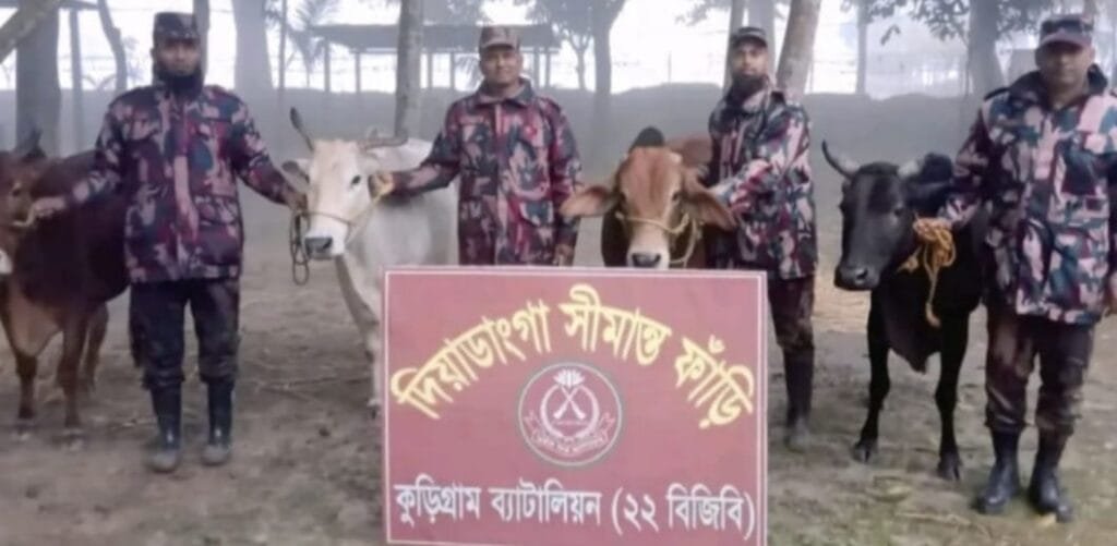 নাগেশ্বরী সীমান্তে ৭২ ঘণ্টার অভিযানে বিজিবির বড় সাফল্য: গবাদিপশু ও মাদকসহ চোরাচালানি জব্দ