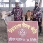 নাগেশ্বরী সীমান্তে ৭২ ঘণ্টার অভিযানে বিজিবির বড় সাফল্য: গবাদিপশু ও মাদকসহ চোরাচালানি জব্দ