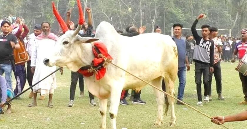 মানিকগঞ্জে শতবর্ষের ঐতিহ্যবাহী গরু দৌড় প্রতিযোগিতা অনুষ্ঠিত