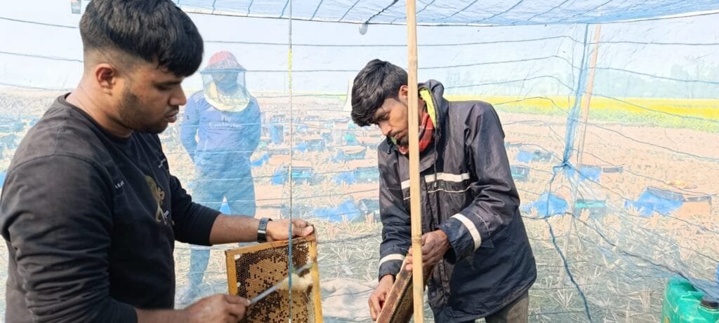 সলঙ্গায় মধু আহরণে ব্যস্ত সময় পার করছেন খামারিরা