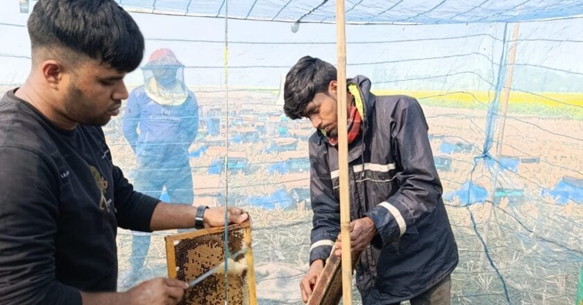 সলঙ্গায় মধু আহরণে ব্যস্ত সময় পার করছেন খামারিরা
