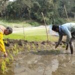 কৃষকের সঙ্গে ধানখেতে চারা রোপণ করলেন বিএনপি প্রার্থী আমিরুল ইসলাম খাঁন আলীম