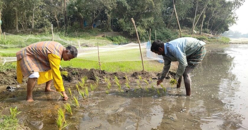 কৃষকের সঙ্গে ধানখেতে চারা রোপণ করলেন বিএনপি প্রার্থী আমিরুল ইসলাম খাঁন আলীম