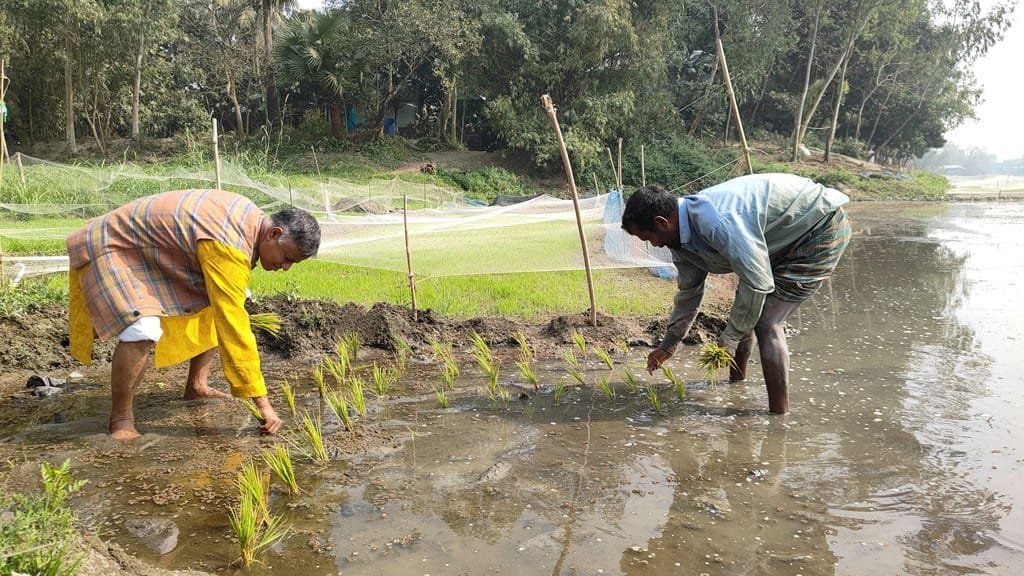 কৃষকের সঙ্গে ধানখেতে চারা রোপণ করলেন বিএনপি প্রার্থী আমিরুল ইসলাম খাঁন আলীম