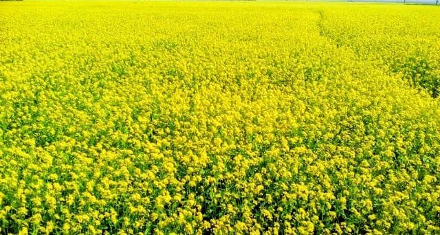 শীতের হলুদে ঢাকা গোদাগাড়ীর মাঠ: সরিষা ফুলের সৌন্দর্য, মৌমাছির গুঞ্জন আর কৃষকের আশাবাদের দিন