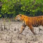 ভালোবাসার দিনে সুন্দরবনের প্রতি দায়বদ্ধতার আহ্বান