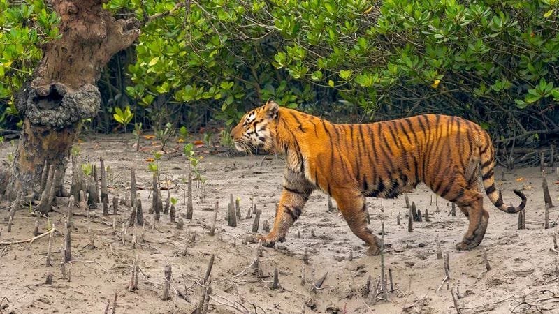ভালোবাসার দিনে সুন্দরবনের প্রতি দায়বদ্ধতার আহ্বান