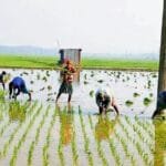 উল্লাপাড়া-সলঙ্গায় মাঠে কৃষকদের কর্মচাঞ্চল্য