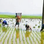 উল্লাপাড়া-সলঙ্গায় মাঠে কৃষকদের কর্মচাঞ্চল্য