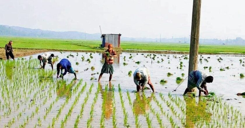উল্লাপাড়া-সলঙ্গায় মাঠে কৃষকদের কর্মচাঞ্চল্য
