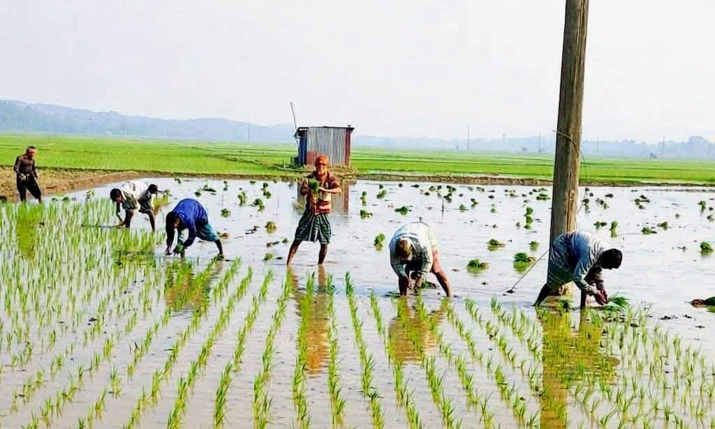 উল্লাপাড়া-সলঙ্গায় মাঠে কৃষকদের কর্মচাঞ্চল্য
