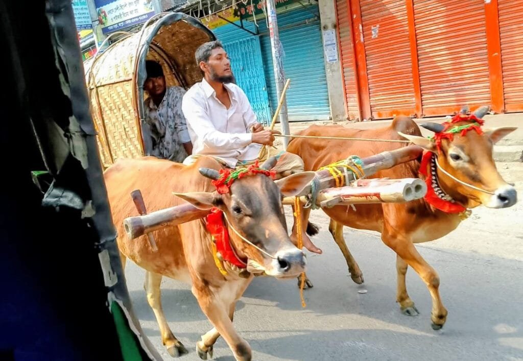 রংপুরের পায়রা চত্বরে আবহমান বাংলার গরু-মহিষের গাড়িতে নববর্ষ বরণ