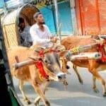 রংপুরের পায়রা চত্বরে আবহমান বাংলার গরু-মহিষের গাড়িতে নববর্ষ বরণ