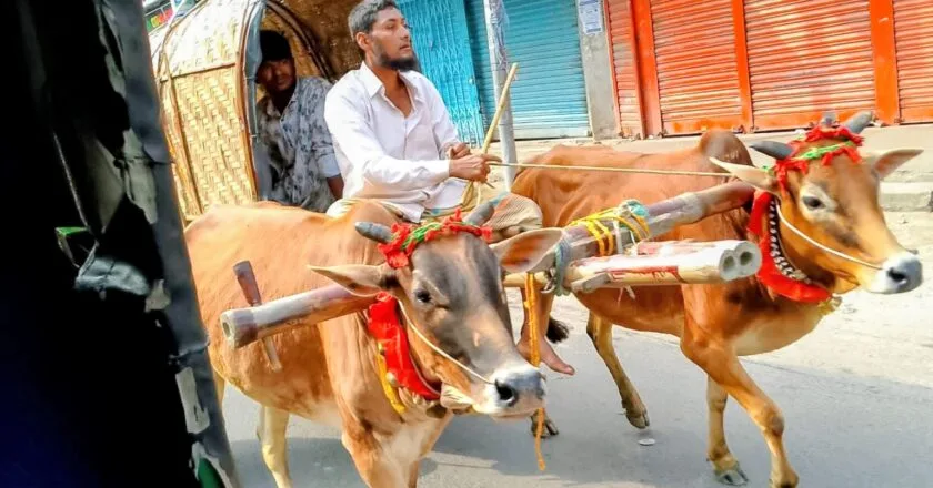 রংপুরের পায়রা চত্বরে আবহমান বাংলার গরু-মহিষের গাড়িতে নববর্ষ বরণ