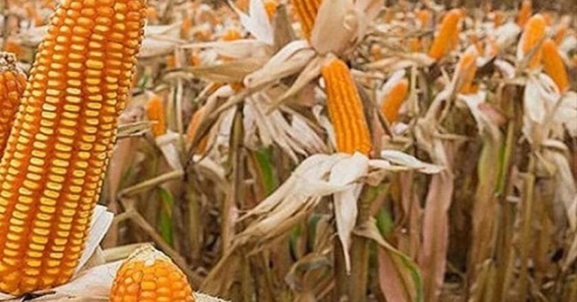 সলঙ্গায় ভুট্টার বাম্পার ফলন; কৃষকের মুখে হাসি