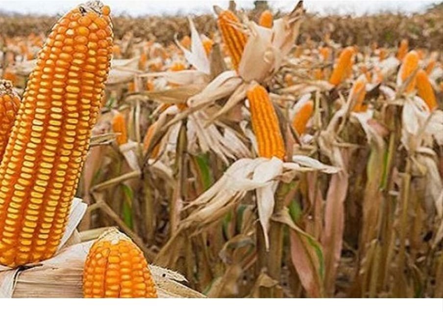 সলঙ্গায় ভুট্টার বাম্পার ফলন; কৃষকের মুখে হাসি