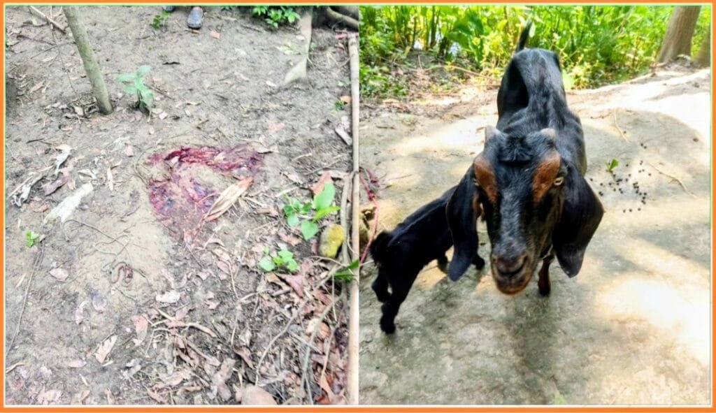 মানিকগঞ্জে সক্রিয় পশু চোরচক্র, শিবালয়ে চাঞ্চল্যকর ছাগল চুরি!