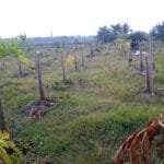 তাড়াইলের দক্ষিণ নগর গ্রামে সাড়ে তিনশ’ পেঁপে গাছ কেটে ফেলার অভিযোগ