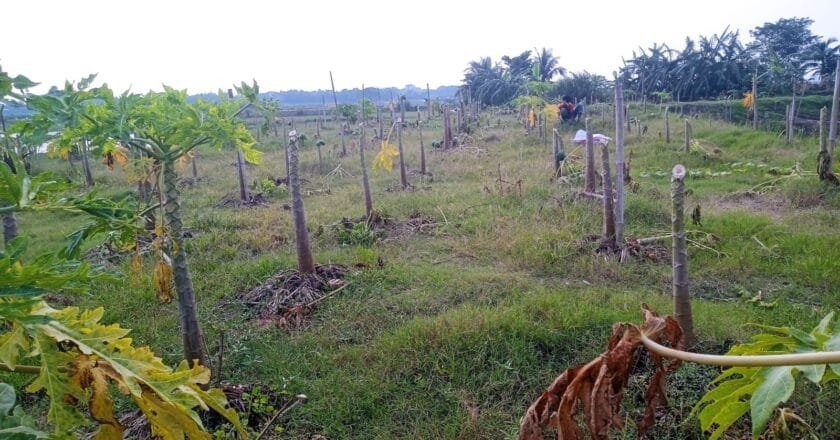 তাড়াইলের দক্ষিণ নগর গ্রামে সাড়ে তিনশ’ পেঁপে গাছ কেটে ফেলার অভিযোগ
