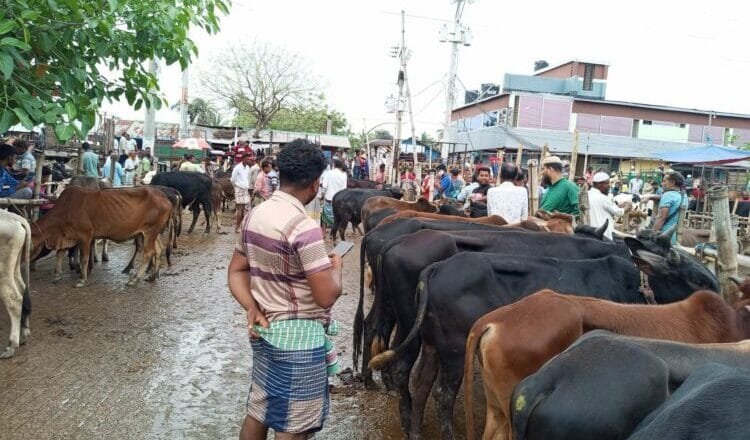 খুলনা বিভাগে কোরবানির পশুর জন্য ১৭০ হাট, প্রস্তুত ১৪২ ভেটেরিনারি টিম