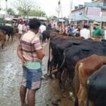খুলনা বিভাগে কোরবানির পশুর জন্য ১৭০ হাট, প্রস্তুত ১৪২ ভেটেরিনারি টিম
