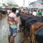 খুলনা বিভাগে কোরবানির পশুর জন্য ১৭০ হাট, প্রস্তুত ১৪২ ভেটেরিনারি টিম