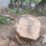 নিয়ম না মেনে উপজেলা স্বাস্থ্য প্রকৌশলী অফিসের গাছ কাটার অভিযোগ