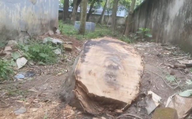 নিয়ম না মেনে উপজেলা স্বাস্থ্য প্রকৌশলী অফিসের গাছ কাটার অভিযোগ