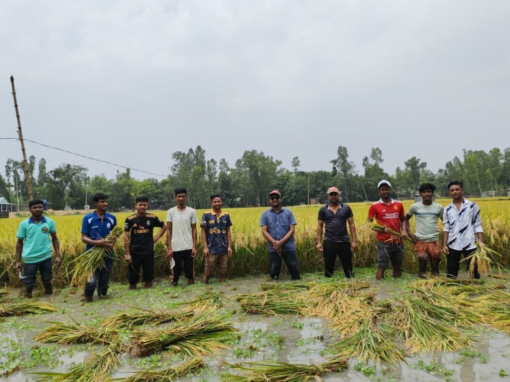 চিলমারীতে অসহায় কৃষকের ধান কেটে দিল মানবিক ছাত্রদলের নেতাকর্মীরা