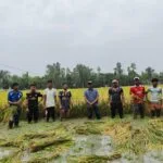 চিলমারীতে অসহায় কৃষকের ধান কেটে দিল মানবিক ছাত্রদলের নেতাকর্মীরা