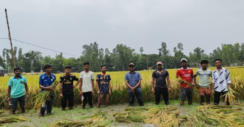 চিলমারীতে অসহায় কৃষকের ধান কেটে দিল মানবিক ছাত্রদলের নেতাকর্মীরা