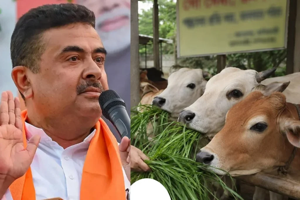 পশ্চিমবঙ্গে গরু বেচাকেনা বিতর্কে বিপাকে বিজেপি