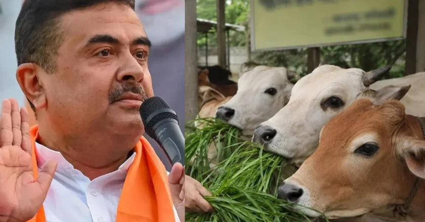 পশ্চিমবঙ্গে গরু বেচাকেনা বিতর্কে বিপাকে বিজেপি
