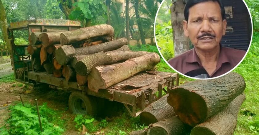বদলগাছীতে সামাজিক বনায়নের বেশ কয়েকটি গাছের টুকরো জব্দ