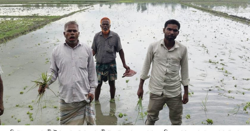 ভূরুঙ্গামারীতে ধানক্ষেত নষ্ট ও পরিবার অবরুদ্ধ, থানায় জোড়া অভিযোগ