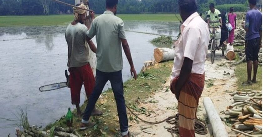 আইনি প্রক্রিয়ায় কাটছে গাছ: মান্দায় চওড়া হচ্ছে রাস্তা, বাঁচবে ফসলি জমি