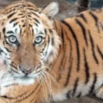 আন্তর্জাতিক বাঘ দিবস আজ: সুন্দরবনে সংখ্যা বাড়লেও কাটেনি শঙ্কা