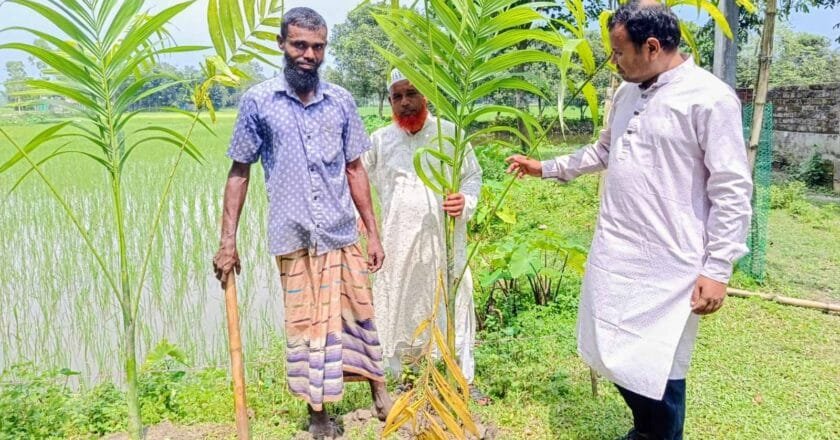 ঠাকুরগাঁওয়ের ভেড়ভেড়ী আলিম মাদ্রাসায় বৃক্ষরোপণ কর্মসূচি পালিত