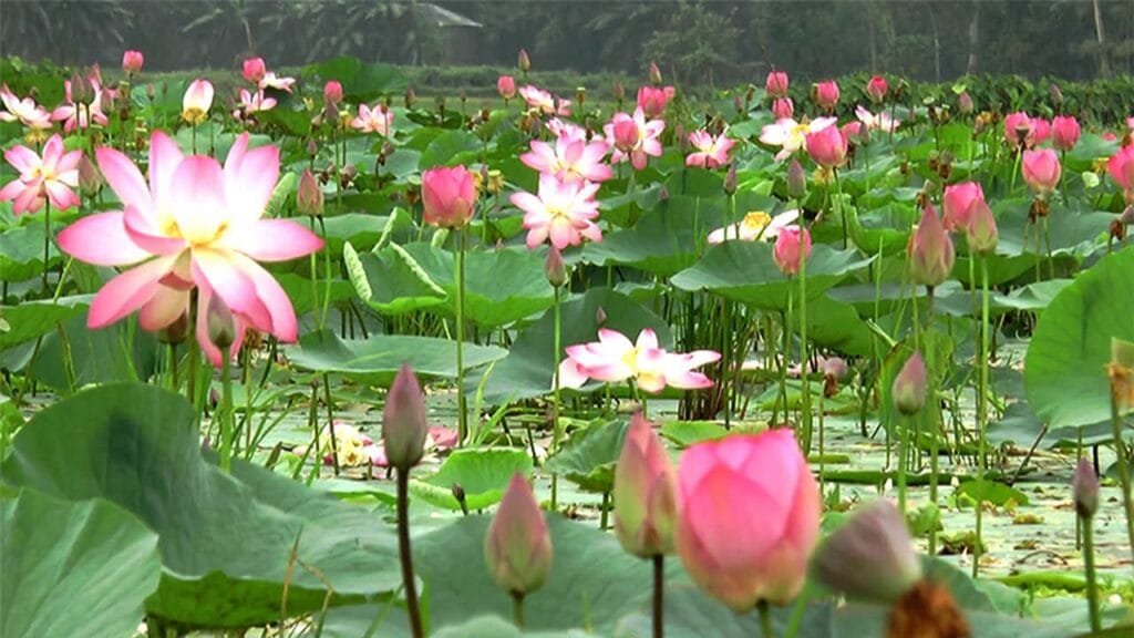 চলনবিলে মুগ্ধতা ছড়াচ্ছে পদ্ম ও শাপলা