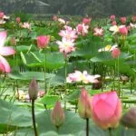 চলনবিলে মুগ্ধতা ছড়াচ্ছে পদ্ম ও শাপলা