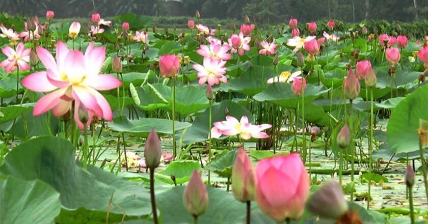 চলনবিলে মুগ্ধতা ছড়াচ্ছে পদ্ম ও শাপলা