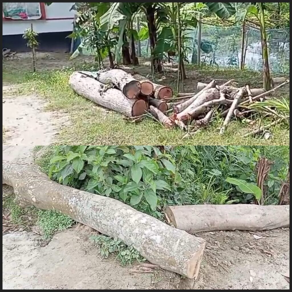 বদলগাছীতে যুবদল নেতার প্রভাবে বেপরোয়া গাছ কাটার অভিযোগ