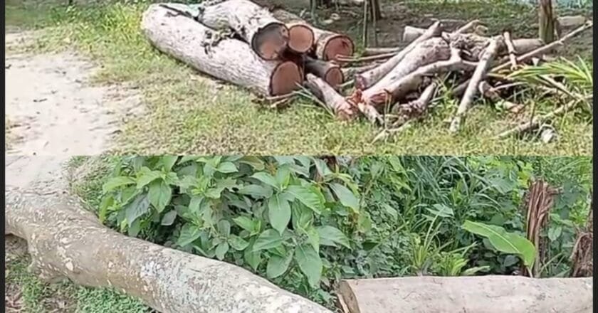 বদলগাছীতে যুবদল নেতার প্রভাবে বেপরোয়া গাছ কাটার অভিযোগ