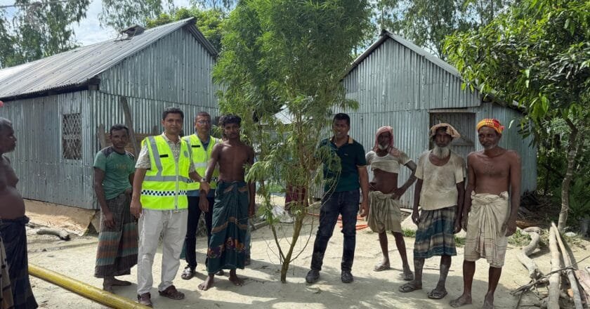ভূরুঙ্গামারীতে মাদক কারবারির বাড়ি থেকে ১৭ ফুট গাঁজা গাছ উদ্ধার