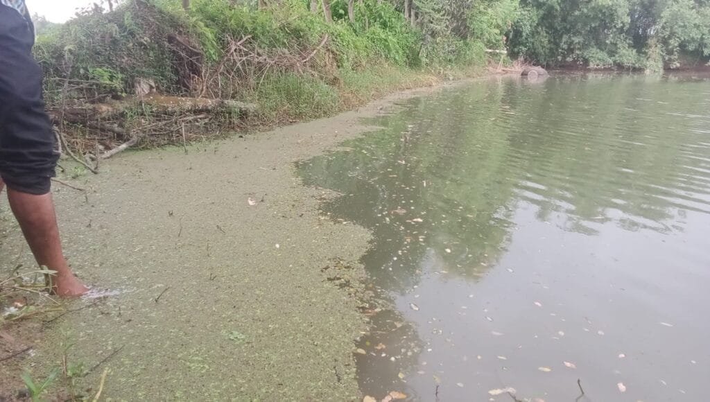 বদলগাছীতে রাতের আঁধারে পুকুরে বিষ প্রয়োগ, ১০-১২ লাখ টাকার রেণু মাছ ধ্বংস