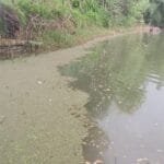 বদলগাছীতে রাতের আঁধারে পুকুরে বিষ প্রয়োগ, ১০-১২ লাখ টাকার রেণু মাছ ধ্বংস