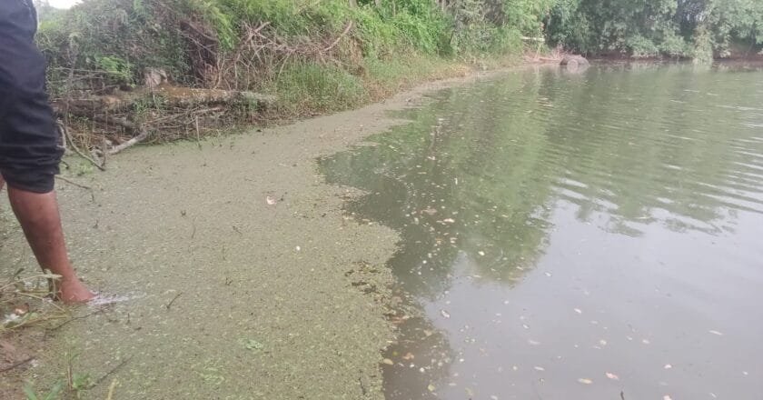 বদলগাছীতে রাতের আঁধারে পুকুরে বিষ প্রয়োগ, ১০-১২ লাখ টাকার রেণু মাছ ধ্বংস