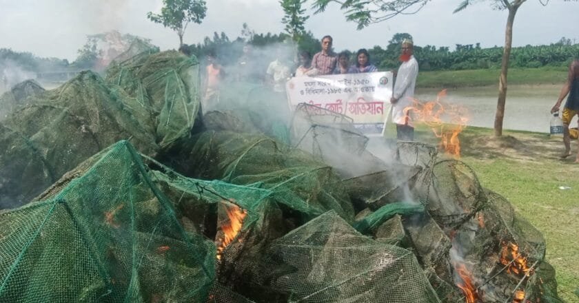 বদলগাছীতে ‘চায়না দুয়ারী’ রিং জাল পুড়িয়ে ধ্বংস